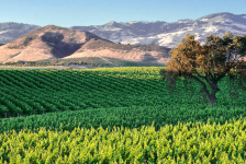 Slider-Santa-Ynez-Valley-Vineyard-winery