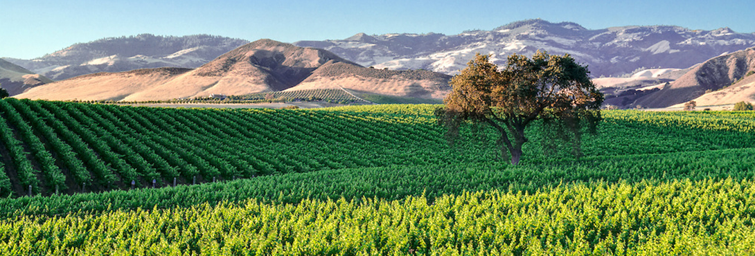 Slider-Santa-Ynez-Valley-Vineyard-winery